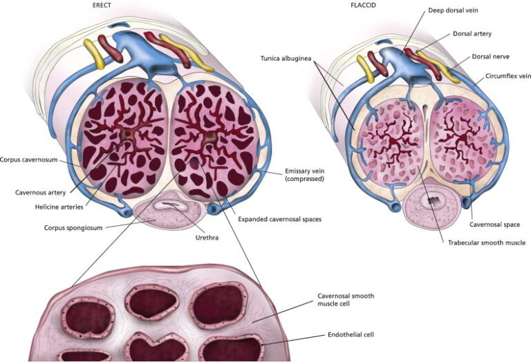 هل يمكن أن يتسبب تصلب الشرايين في العجز الجنسي لدى الرجال؟